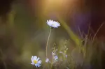 Vulnerability can be scary. It might feel shameful to reveal aspects of ourselves, and often there’s fear of rejection from others if we stay true to ourselves.