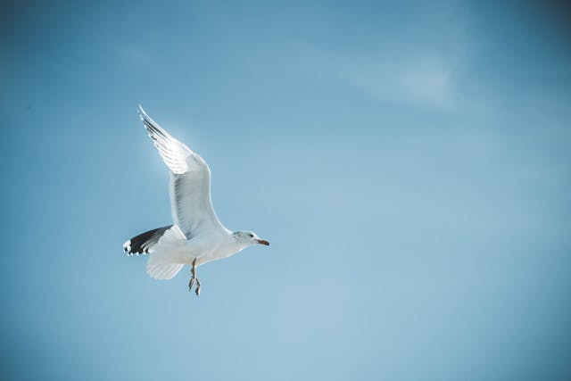 mediumship, afterlife, and group readings