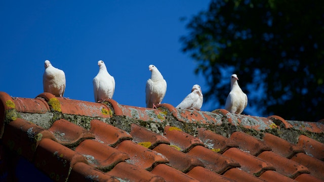 birds on roof