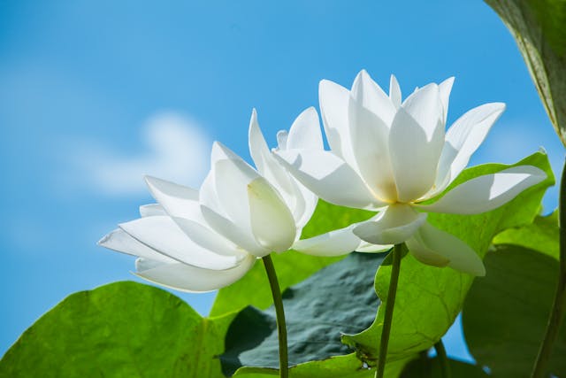white lotuses white lotuses